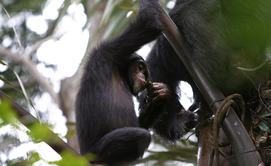 A juvenile chimpanzee uses a leaf sponge to drink palm wine in Bossou, Guinea.