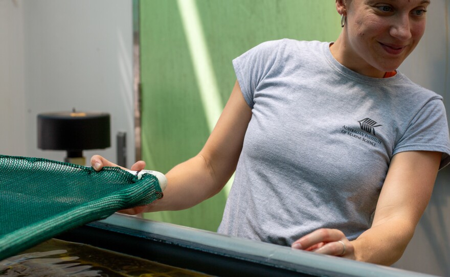 Annika Lamb looks over a tank of coral at AIMS that have been tested for their ability to handle heat.