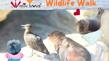Wildlife Jewels La Jolla Wildlife Walk