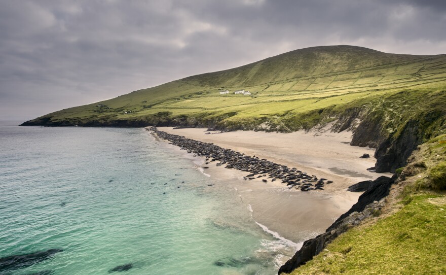Seal Colony on Blasket Island, west coast of Ireland.
