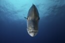 A fish swimming in the Revillagigedo National Park off the coast of Mexico in this undated photo