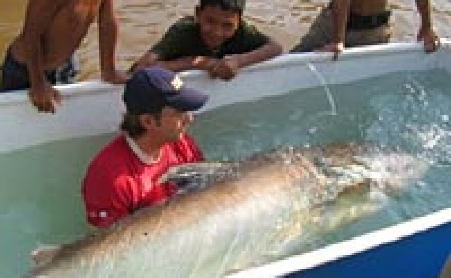 Zeb Hogan cradles a 250-pound Mekong giant catfish being treated with medication in a plastic tank. The fish was later released back into the Tonle Sap River.
