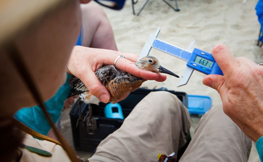 Volunteers sort the birds by species. Then, one by one, each bird is measured, weighed and banded.