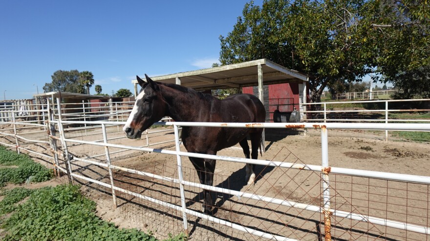 A horse named Maya at S&S Friendly Ranch on Feb. 27th, 2026.