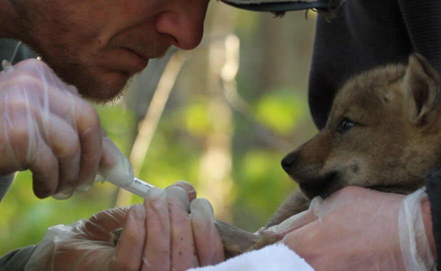 Biologist John Benson takes a blood sample from a young (5-7 weeks) coywolf pup.