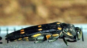 The gold-spotted oak borer beetle. The insect bores into an oak and lays it eggs. When they hatch the larvae eat the tree and eventually kill it. The beetles have killed more than 20,000 oak trees in San Diego County.
