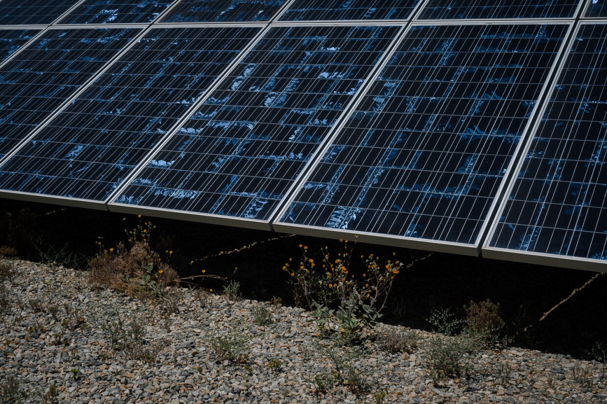 Flowers sprout from the dirt beneath an Imperial Irrigation District solar farm outside Niland in Imperial County on May 7, 2024. The facility was one of dozens of solar projects approved on agricultural land.