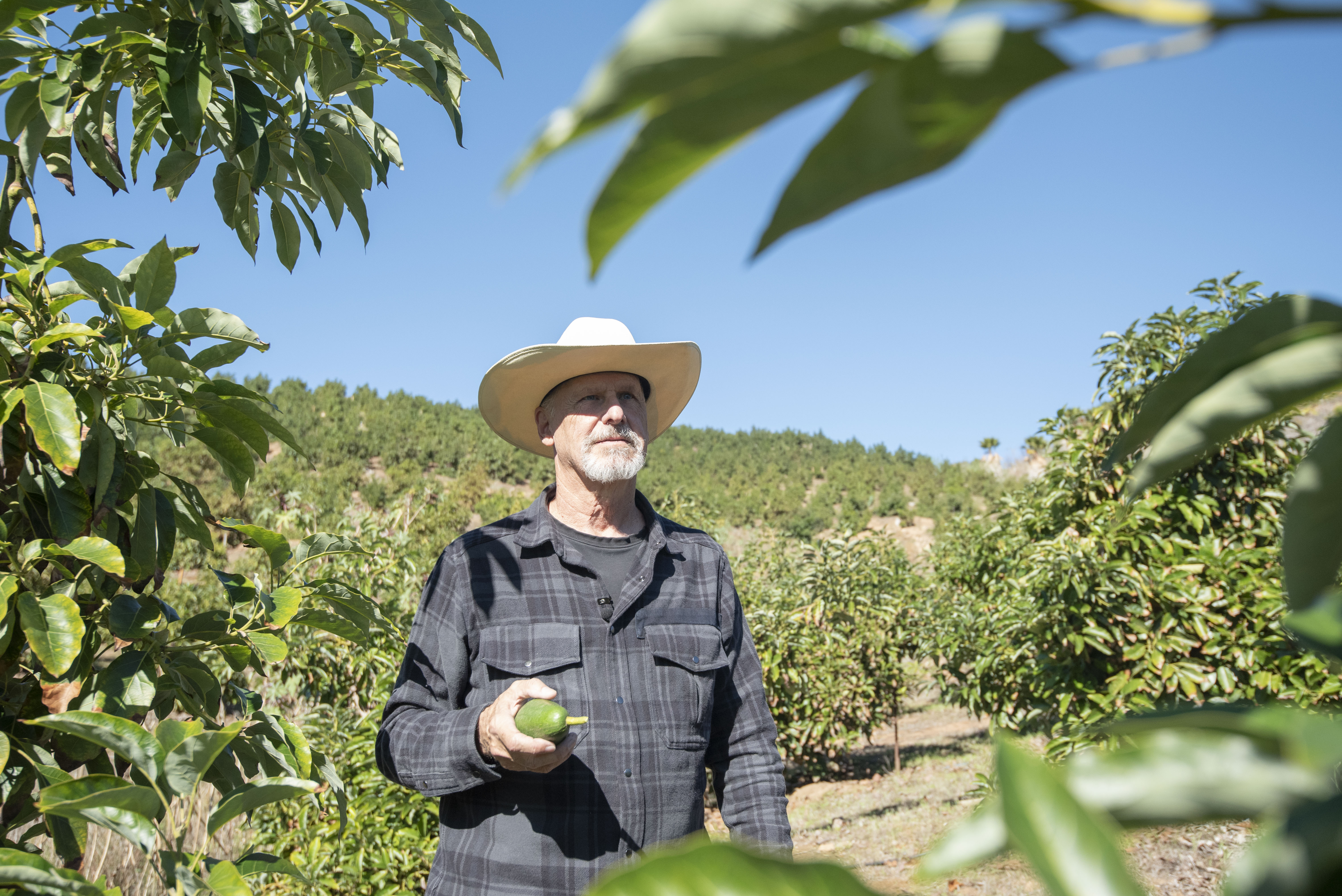 kpbs.org - Tammy Murga - Bonsall farm pilots innovative way to help struggling avocado growers