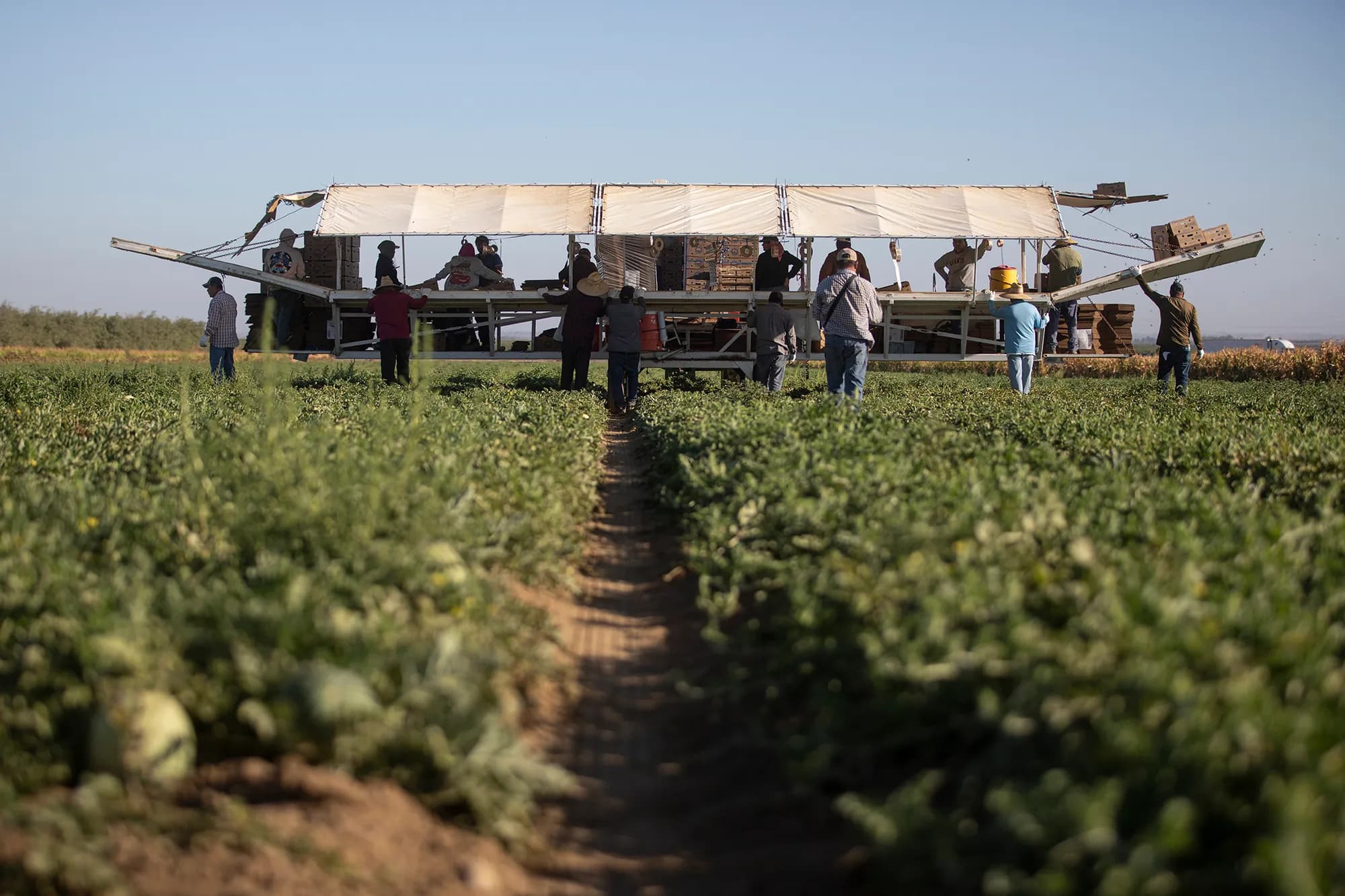 kpbs.org - How fear of Trump's immigration blitz is changing life in California farm towns