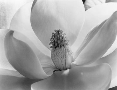 The Life And Photography Of Imogen Cunningham | KPBS Public Media