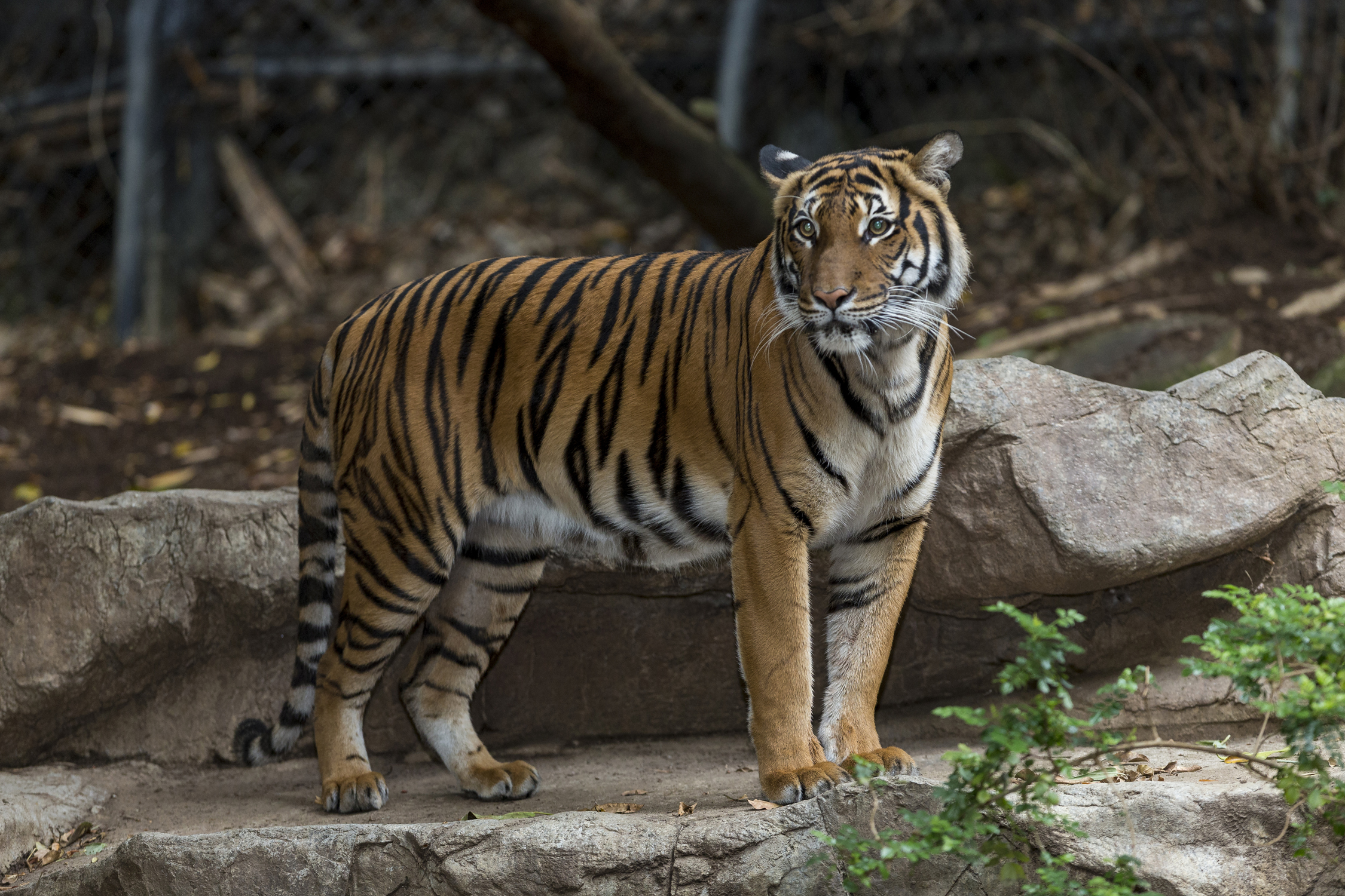 Female tiger killed Saturday while mating at San Diego Zoo | KPBS