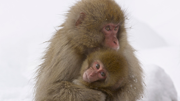 NATURE: Snow Monkeys | KPBS Public Media