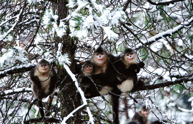 Nature_MysteryMonkeys_XiZhinon