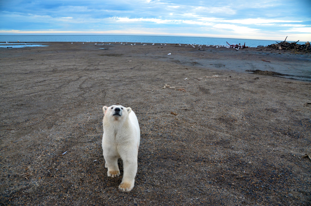 The Great Polar Bear Feast | KPBS Public Media