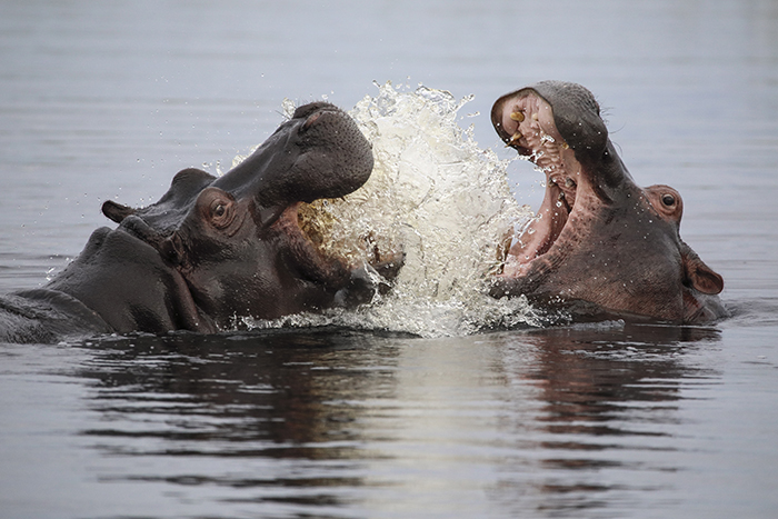 NATURE: Hippos: Africa's River Giants | KPBS Public Media