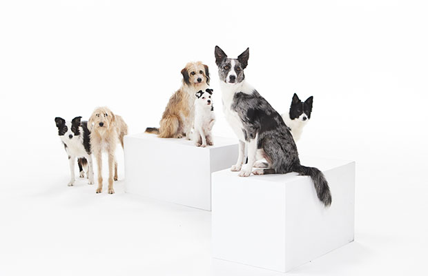 NOVA: Dog Tales | KPBS Public Media